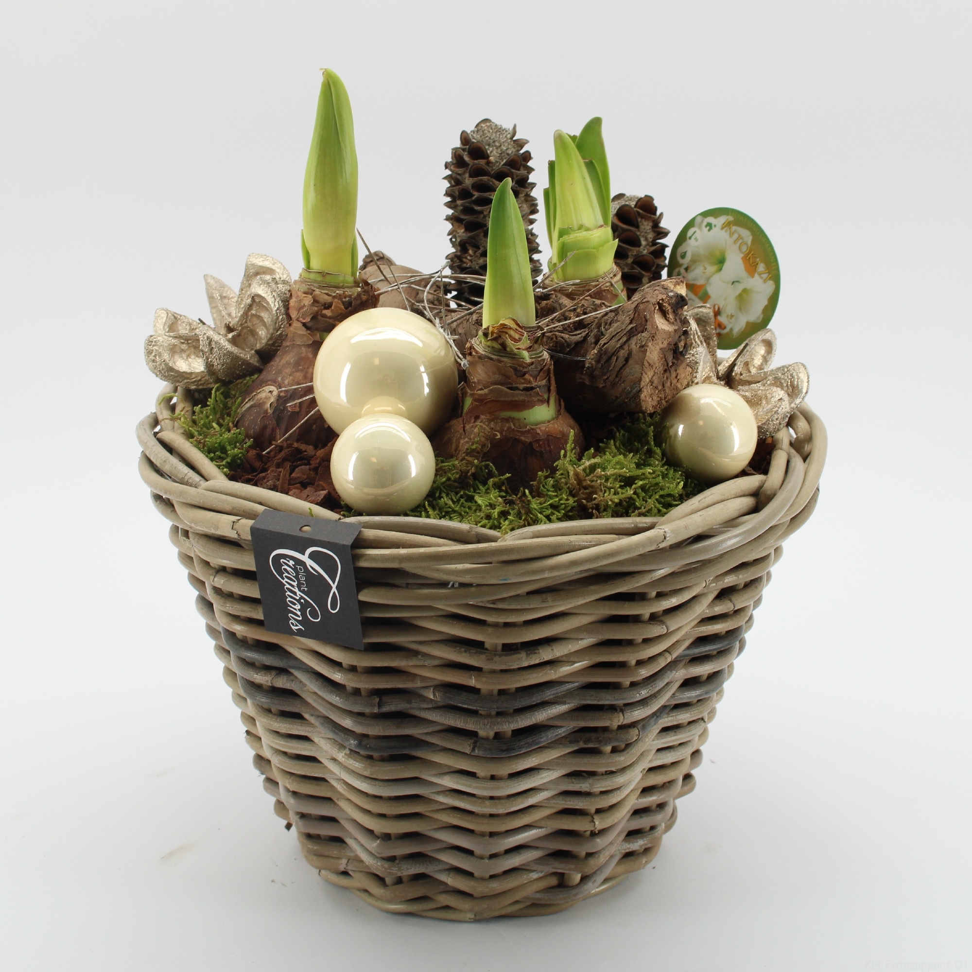 HICR-2527W Kerst Amaryllis, D 29 cm
