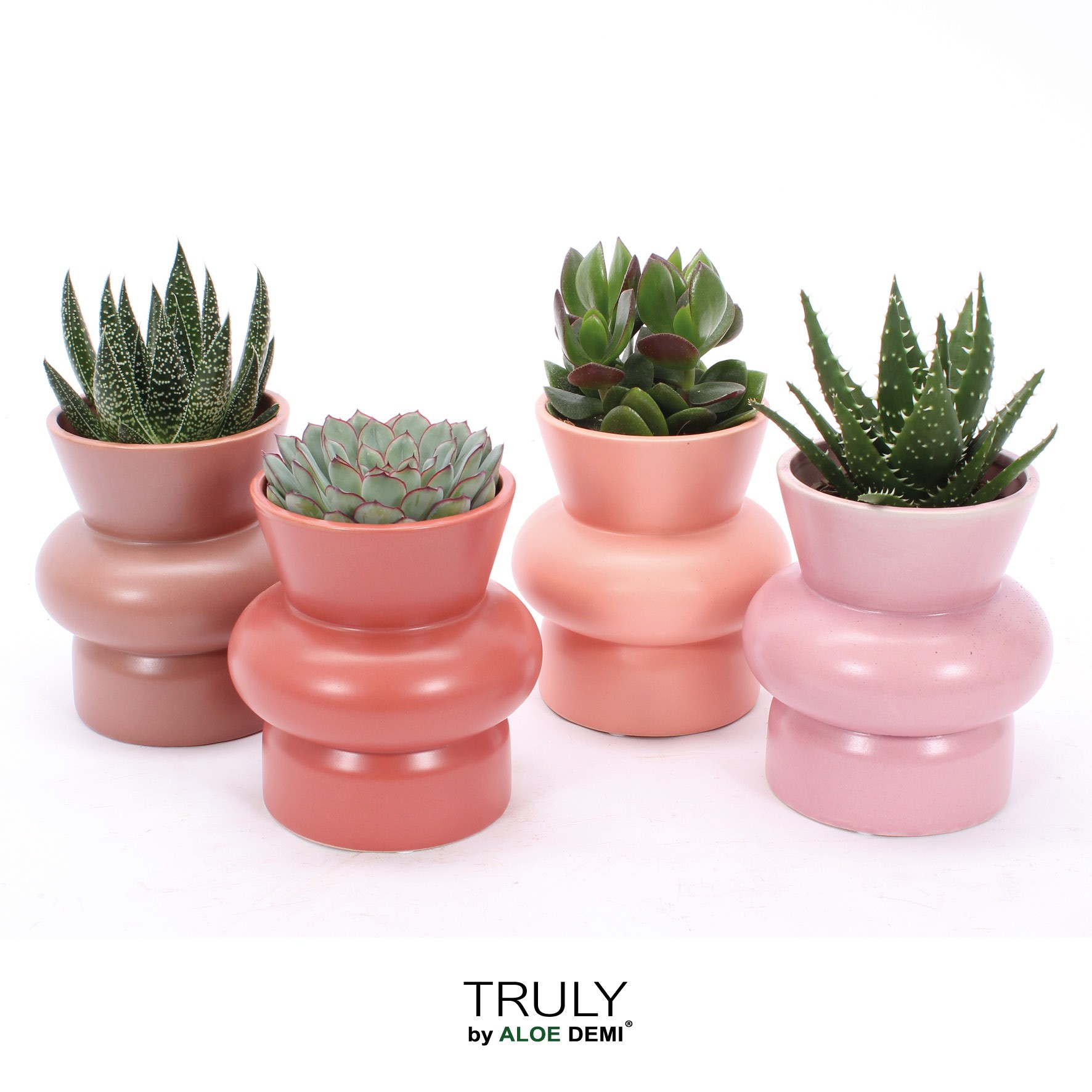 TRULY Succulent, Wombat, D 12