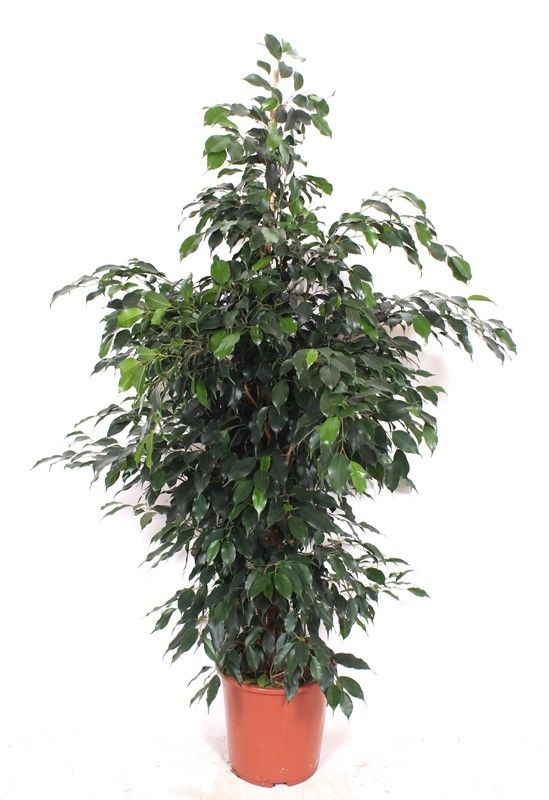 Ficus Danielle, D 27