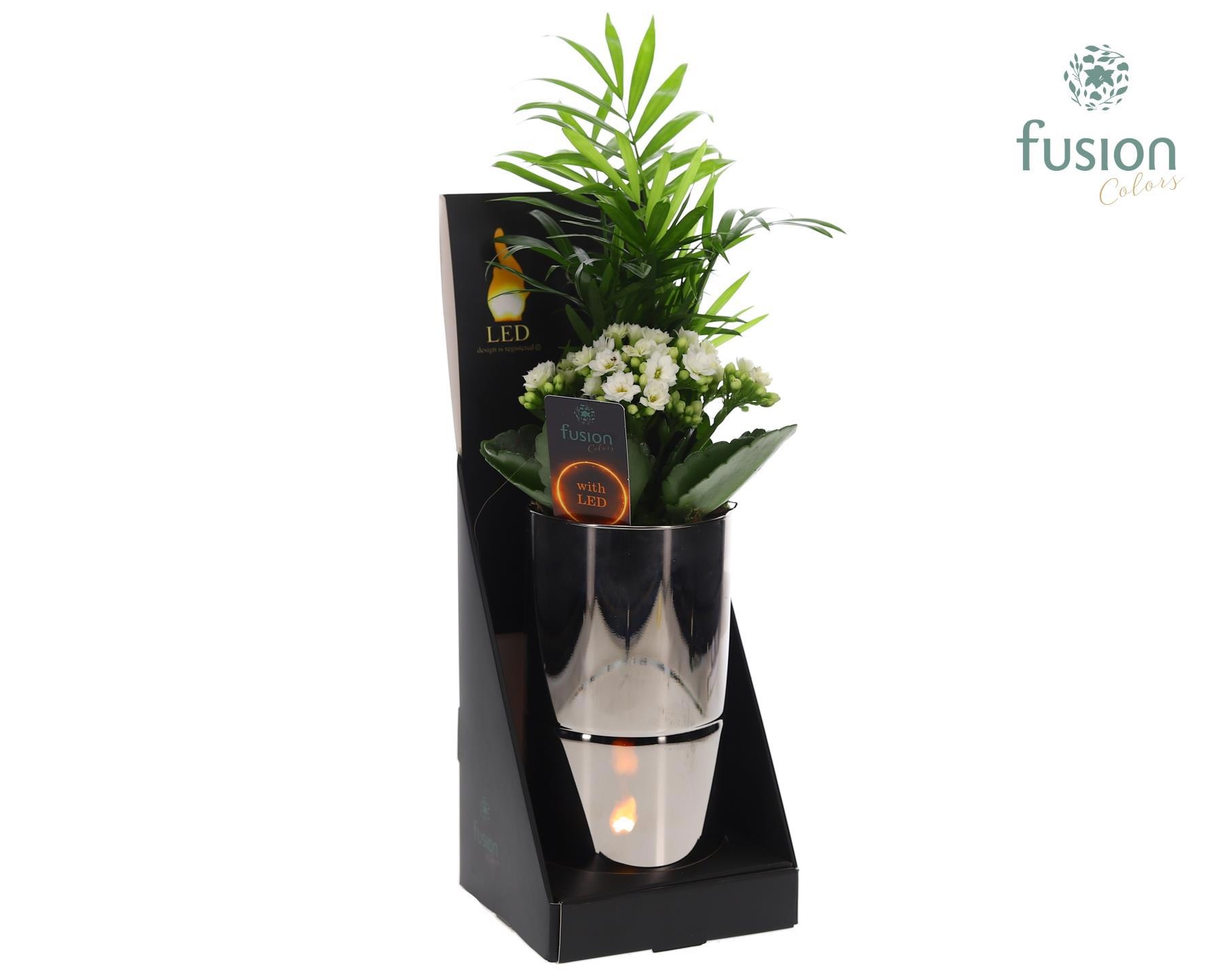 Glas tube Led planter groot met Arrangement, D 11 cm Glas tube Led planter groot met Arrangement, D 11 cm