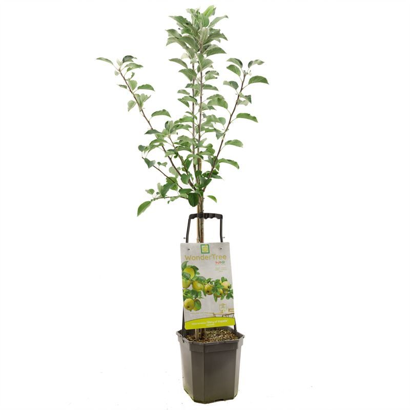 Wonder Tree Glory of Kapelle Gele handappel, D 24