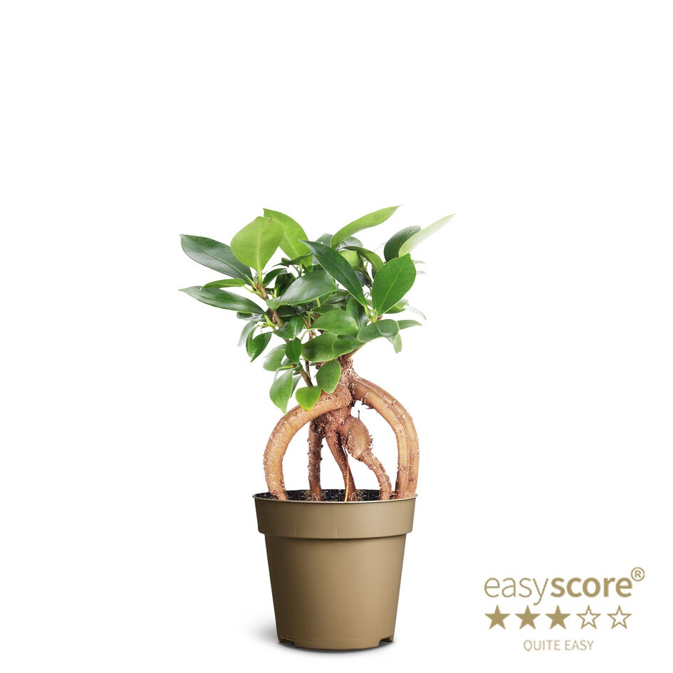 Ficus microcarpa ´Ginseng´, D 8