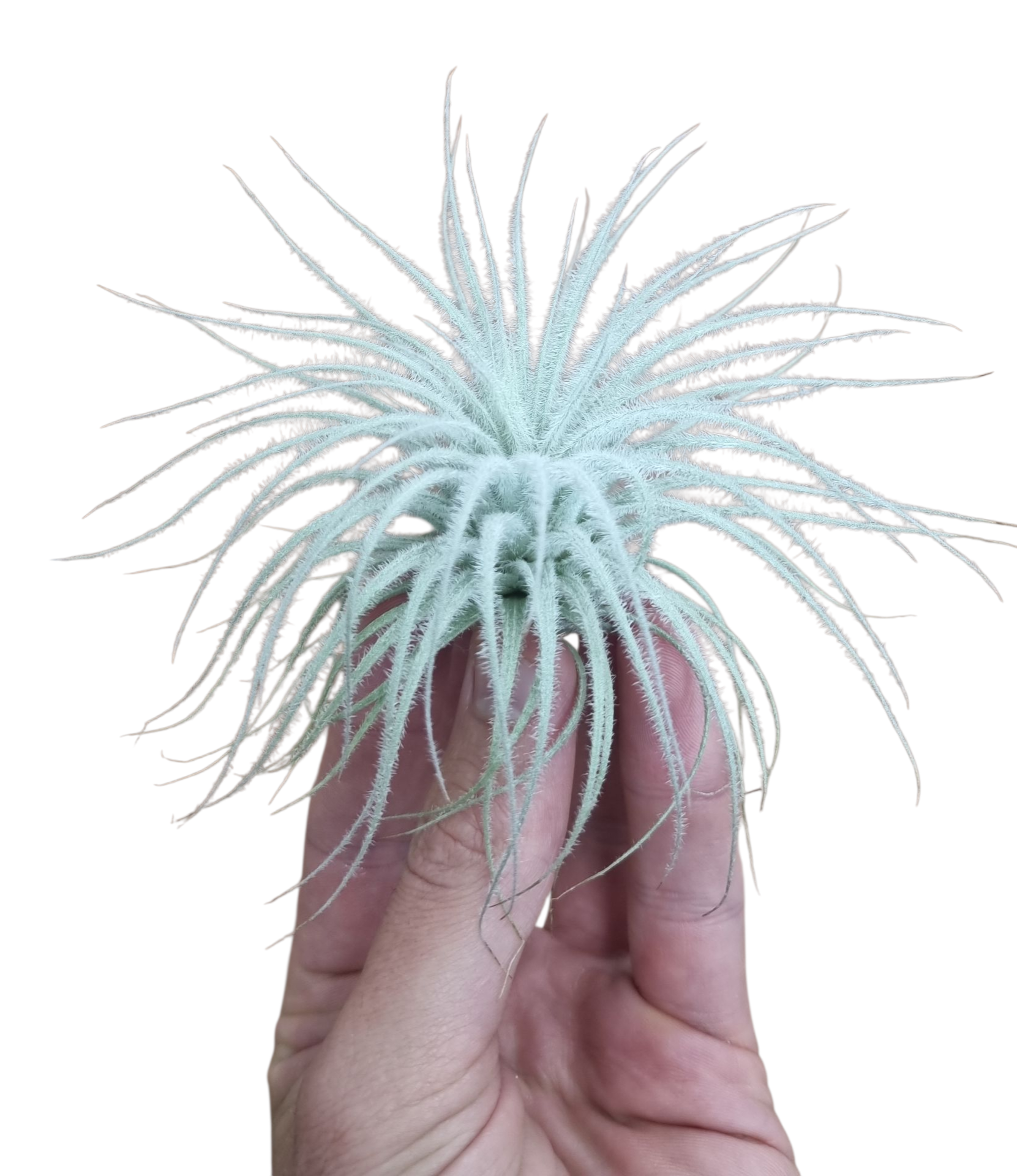 Tillandsia Tectorum white, D 8 cm