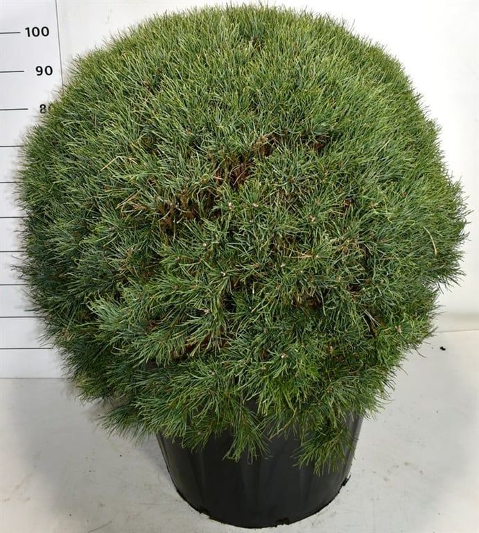 Pinus sylvestris 'Watereri', D 65 cm