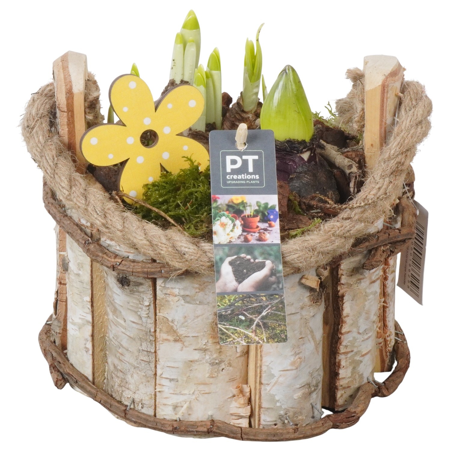 PTBM3909 Arrangement Flower Bulbs Mix in houten pot, D 18