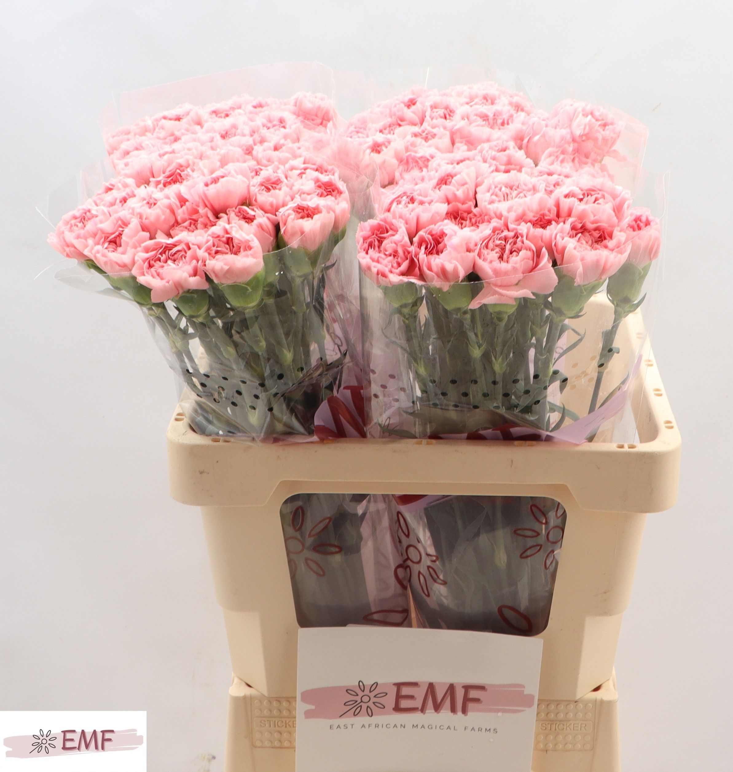 Диантус од. Пинк Монтезума, шт.