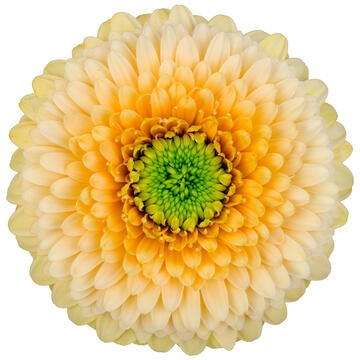 Гермини Помпон Болеро СатурСатурн, шт.