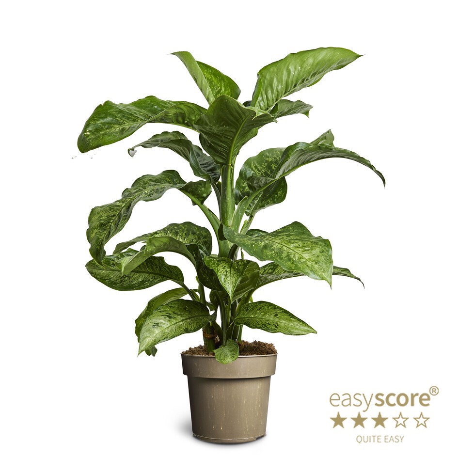 DIEFFENBACHIA SEGUINE, D 24 cm