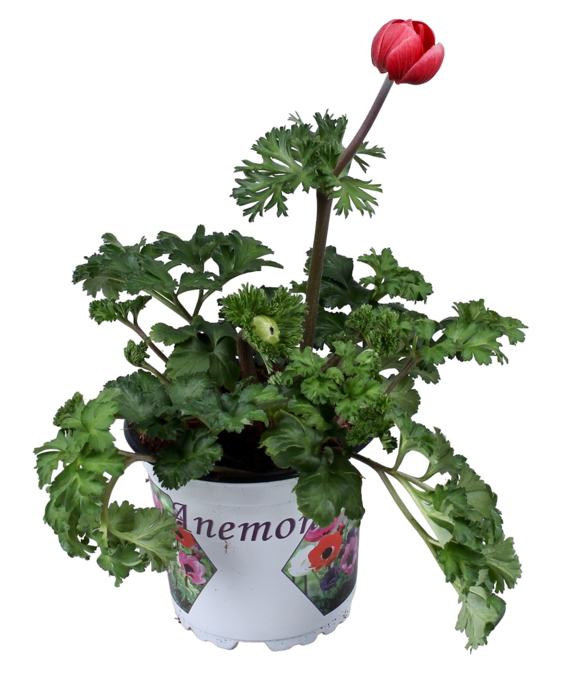 Anemone Coronaria Harmony Scarlet, D 10,5