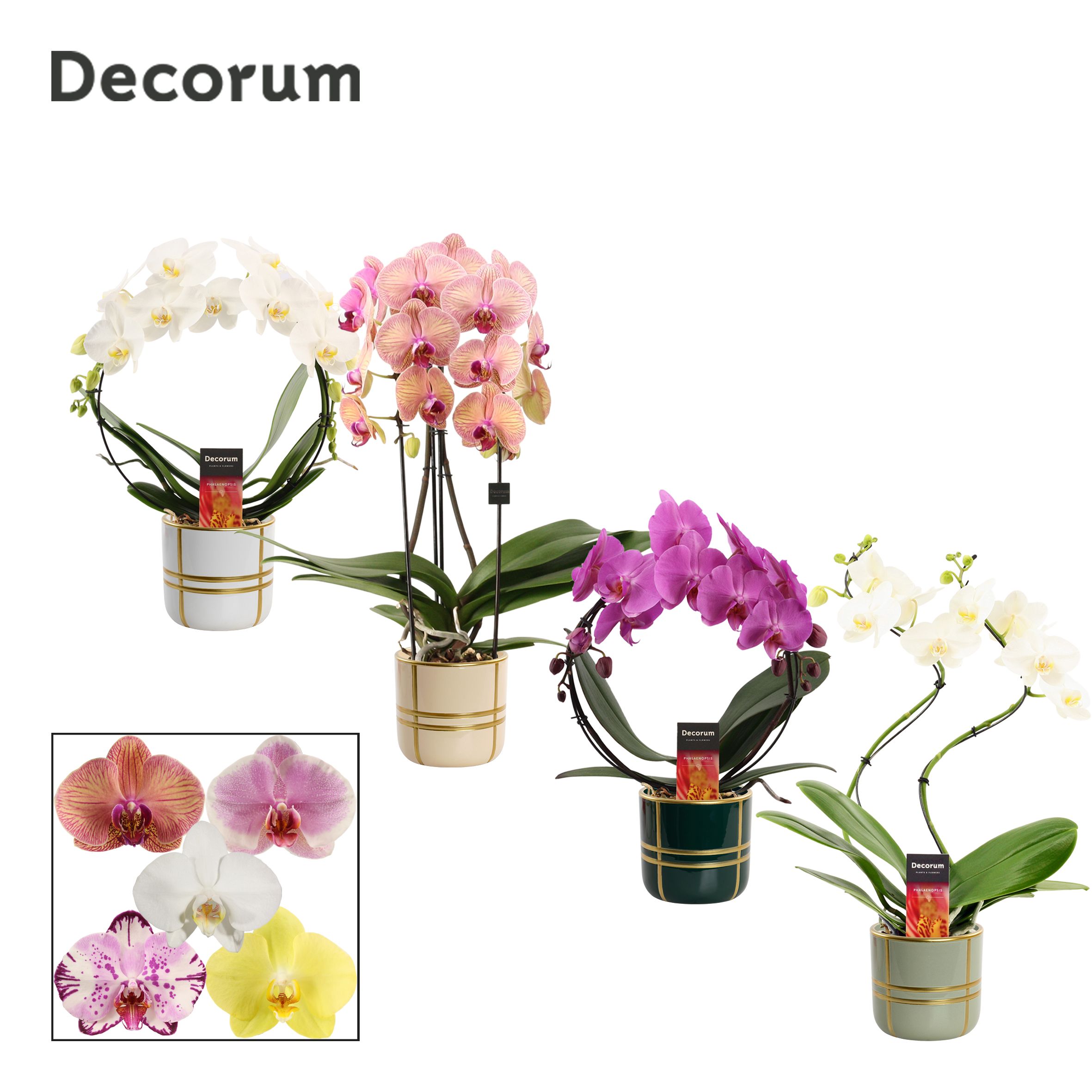Phalaenopsis vormen mix 2 tak in Lauri (Top blend-collection), D 12 cm