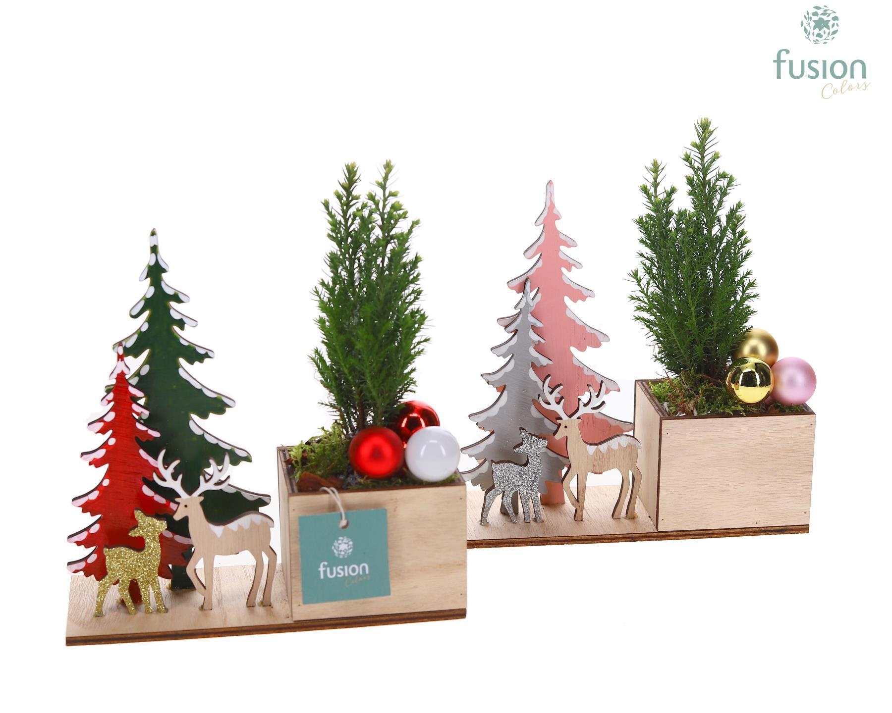 Kerst planter hout met Chamaecyparis, D 18 cm Kerst planter hout met Chamaecyparis, D 18 cm