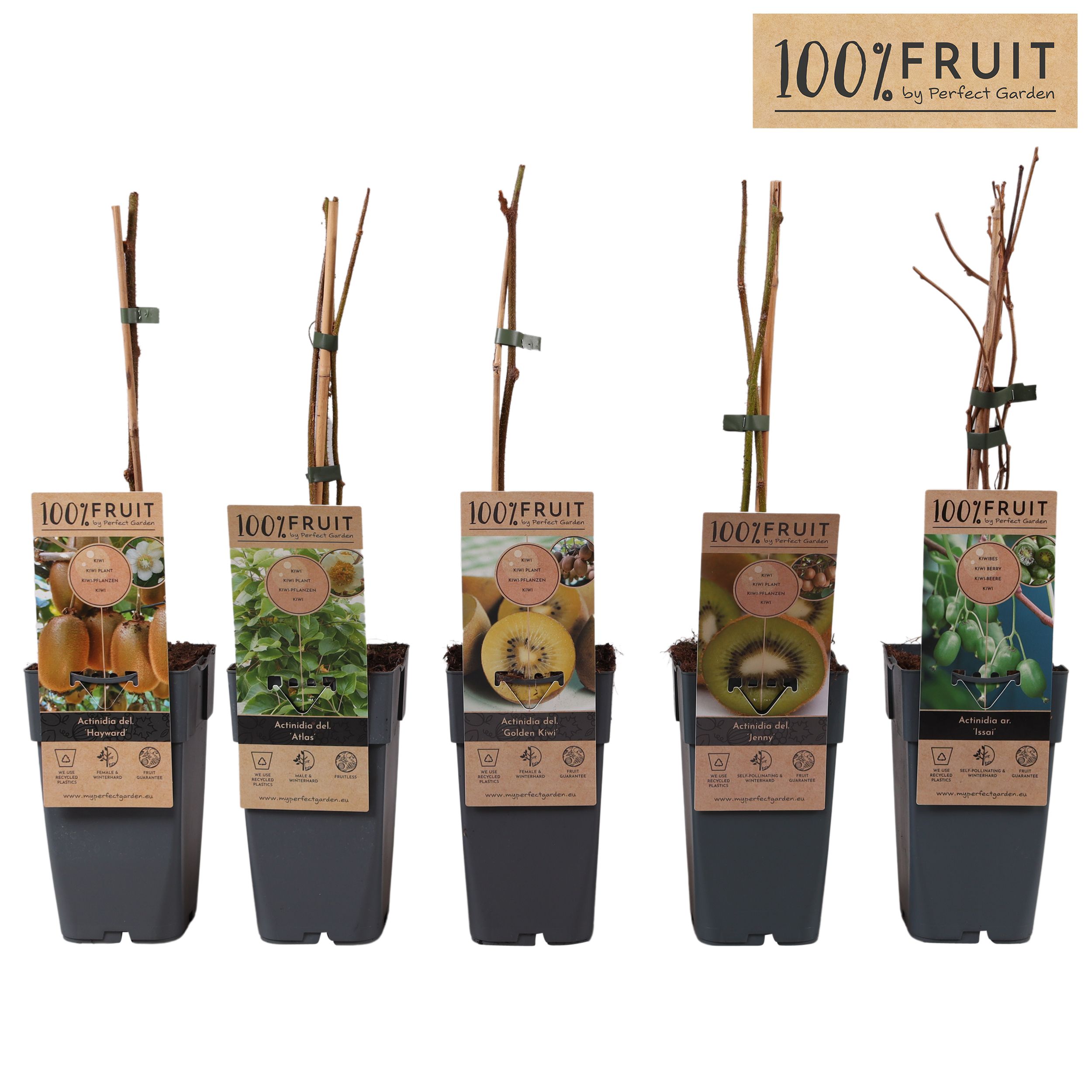 Actinidia mix laag P15, D 15