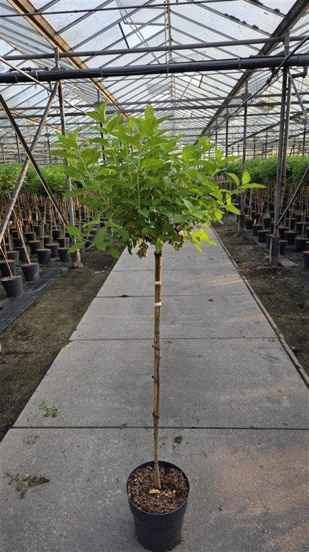 Hydrangea pan. 'Limelight', D 29