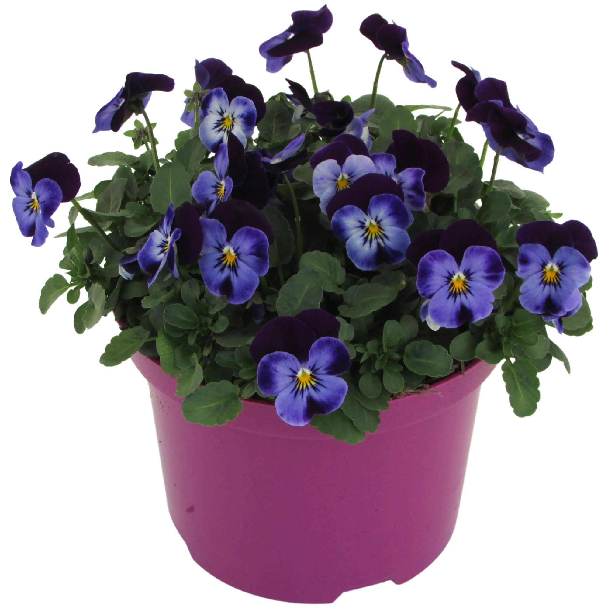 Viola cornuta ton sur ton Purple2, D 17