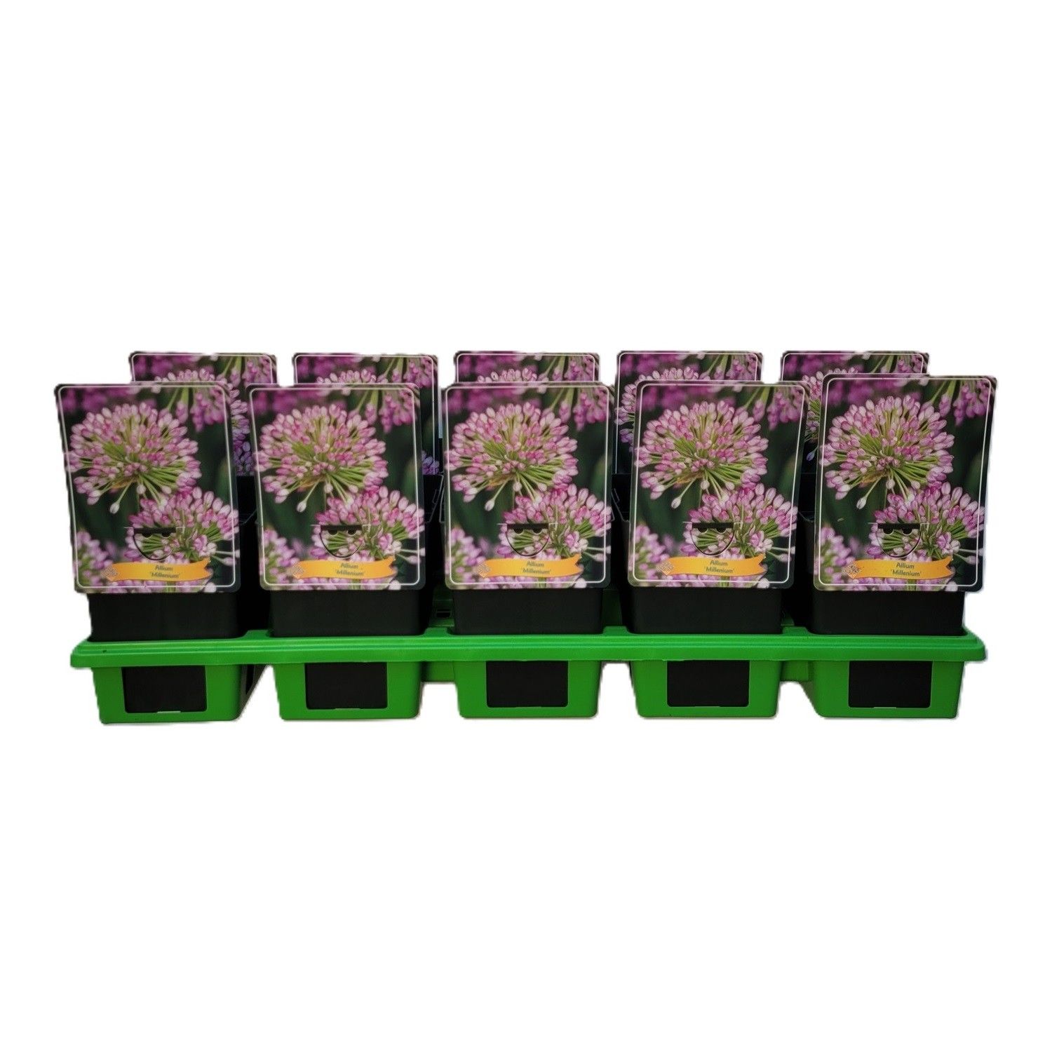 Allium senescens 'Millenium' P11, D 11 cm