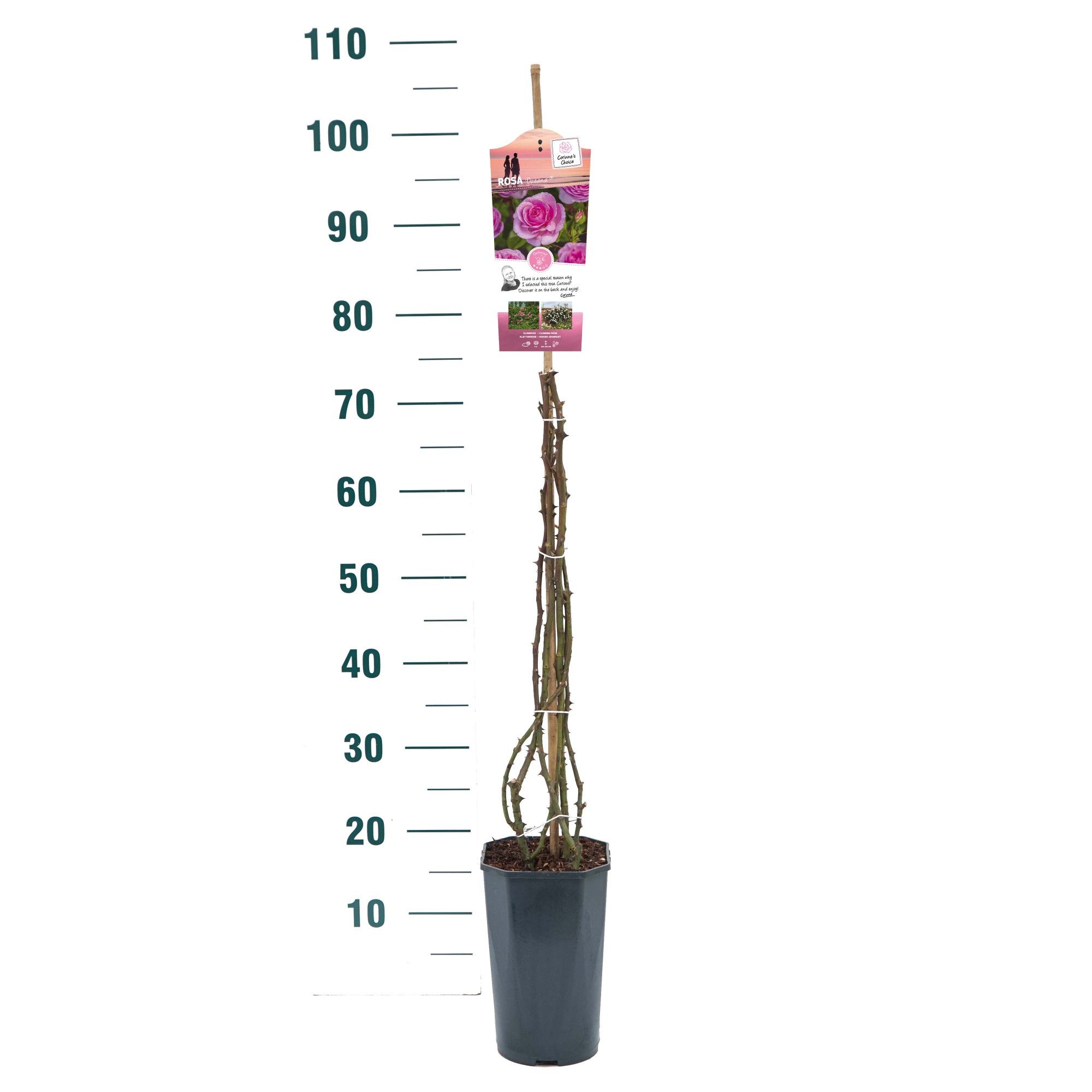 Rosa 'Ozeana' - Klim - C3rp - Exclusive Collection, D 19