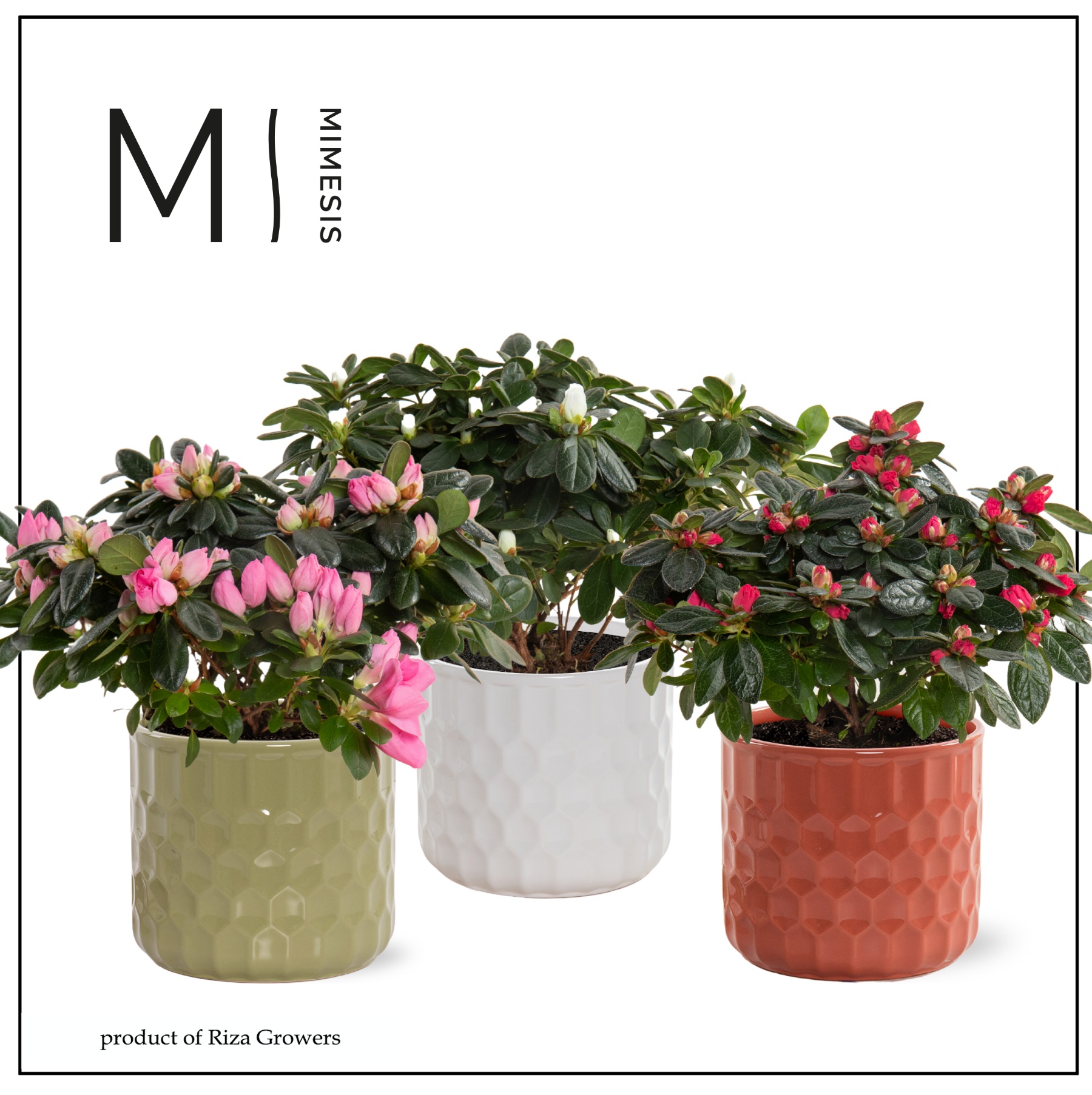 Azalea Mix -13 cm in Katie - Nature Love, D 13