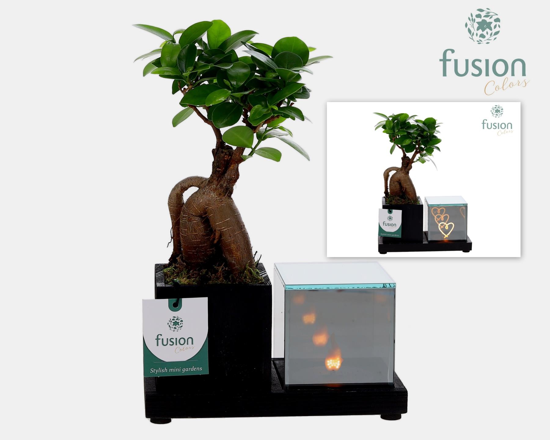 Houten Elegant LED planter met Ficus Ginseng, D 19