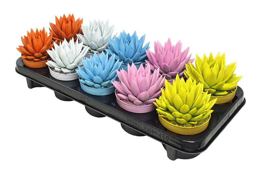 Miranda coloured summer mix, D 10,5 cm