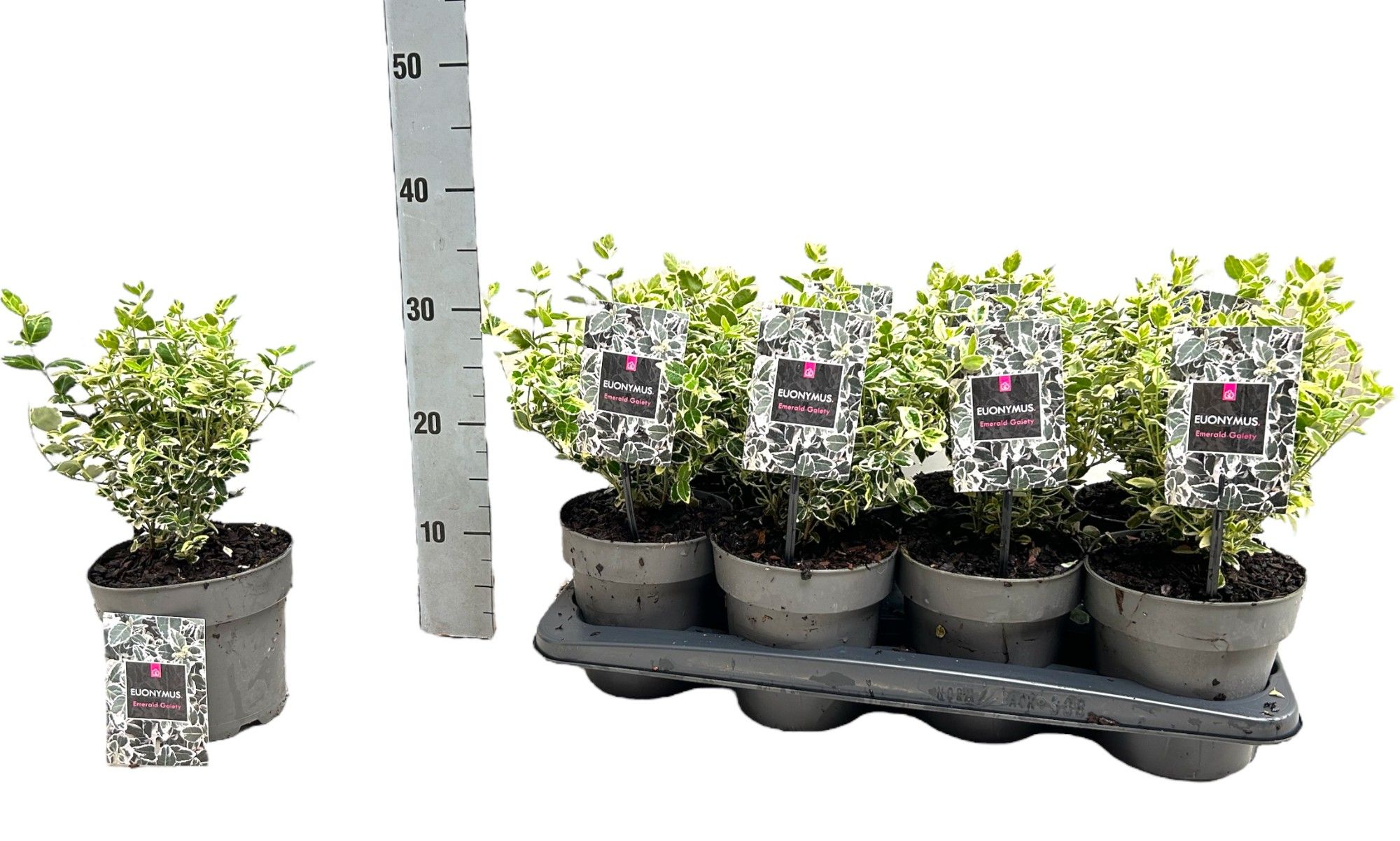 Euonymus fortunei 'Emerald Gaiety' P15, D 15