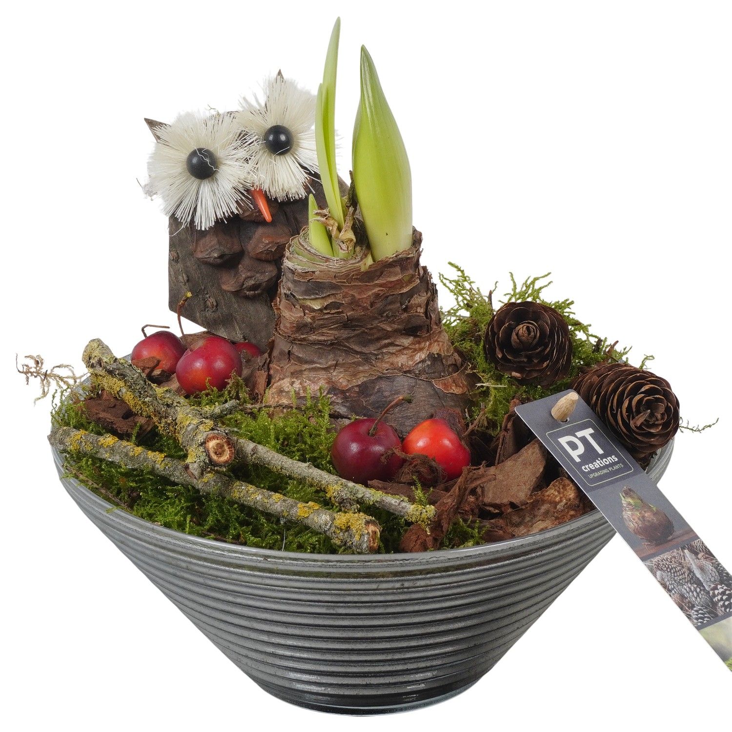 PTAA7587 Arrangement Amaryllis in glas schaal, D 19 cm