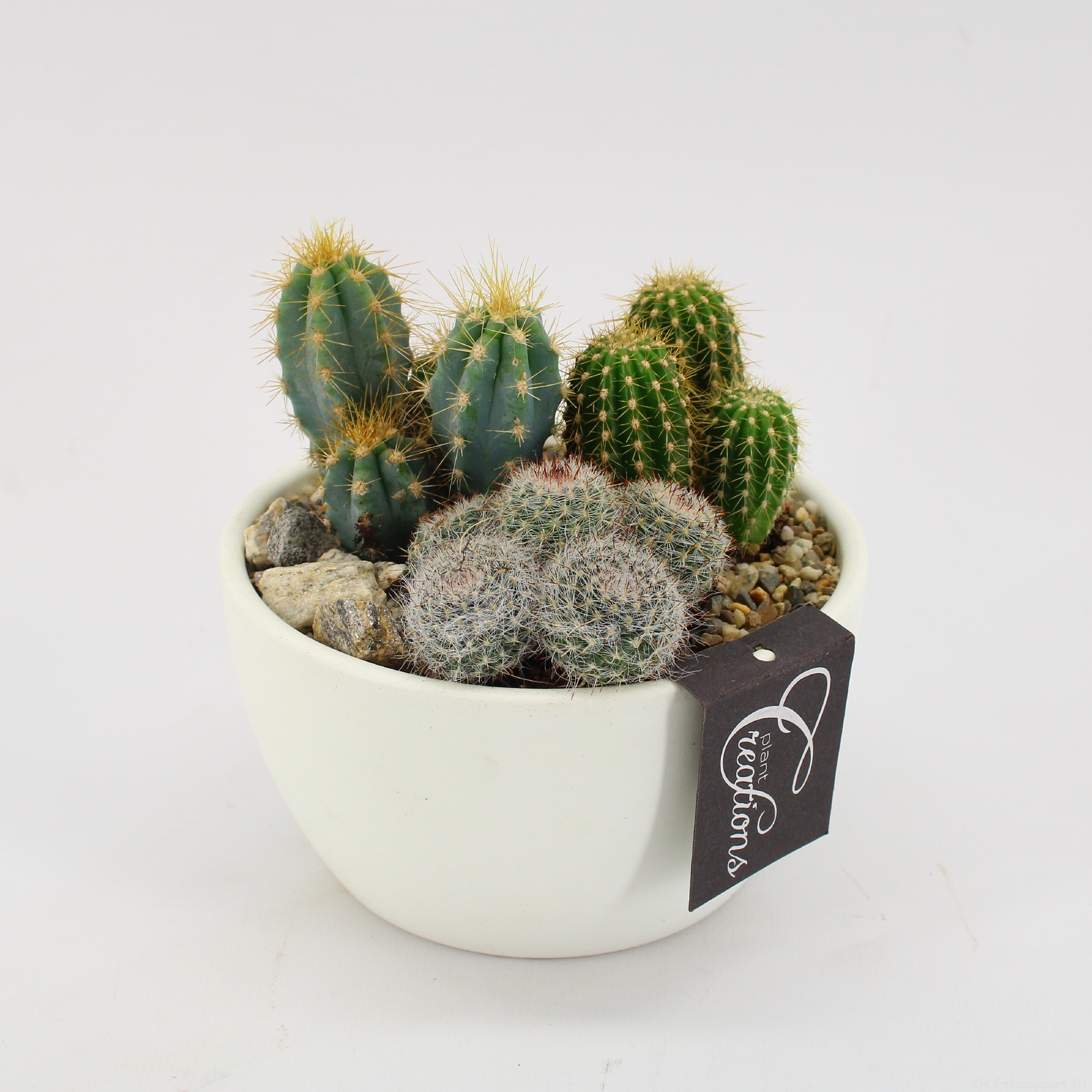 CTCR-2625 Cactus Essentials, D 14