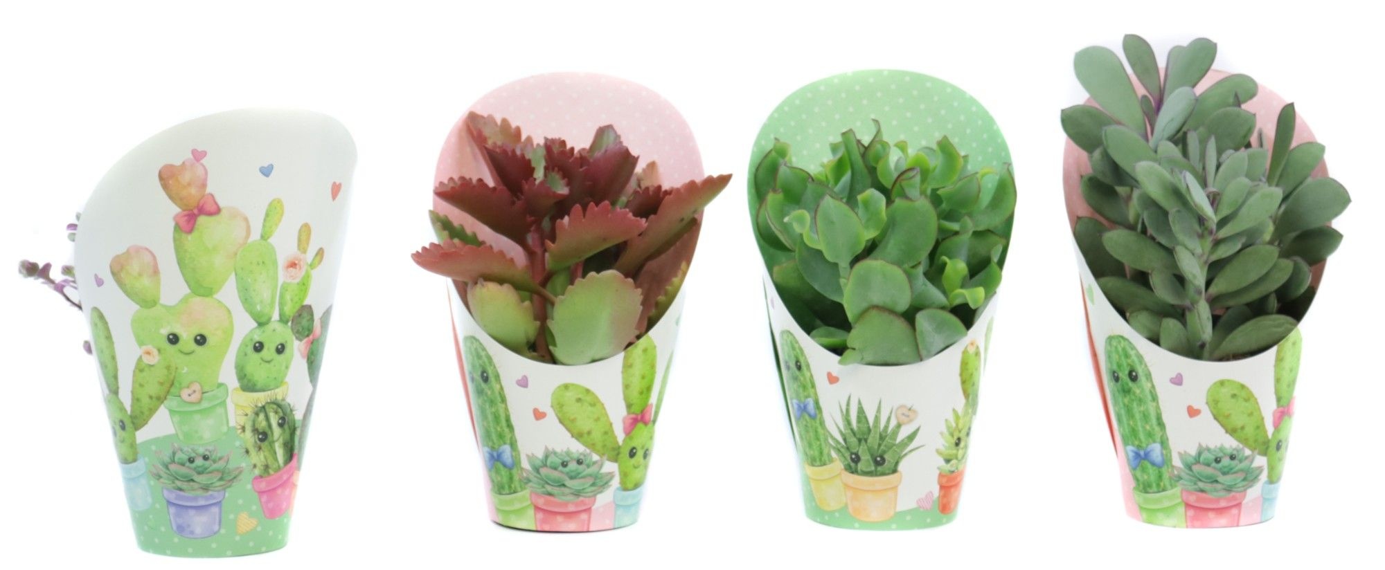 Succulenten mix 8,5 cm in love potcover, D 9