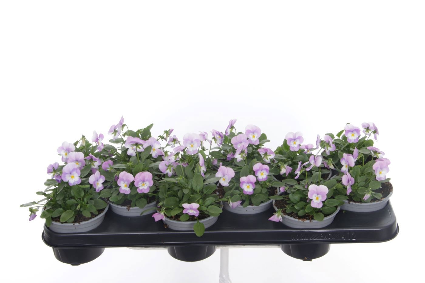 Viola cornuta Sorbet Lavender Pink, D 11 cm