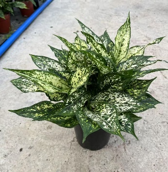 Аглаонема лемон квин 15 35