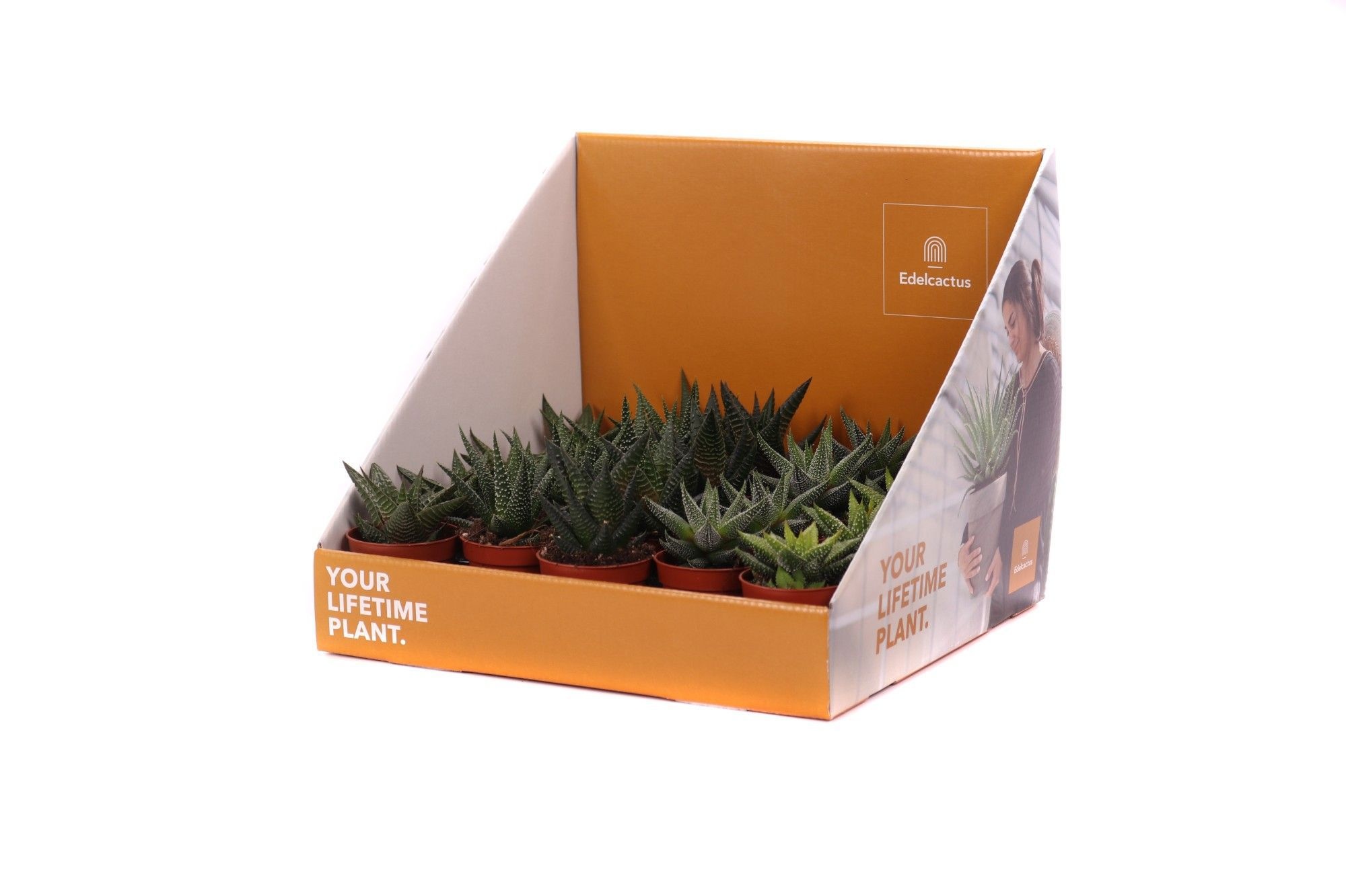 Haworthia mix 5,5 cm in showdoos your lifetime plant, D 5,5