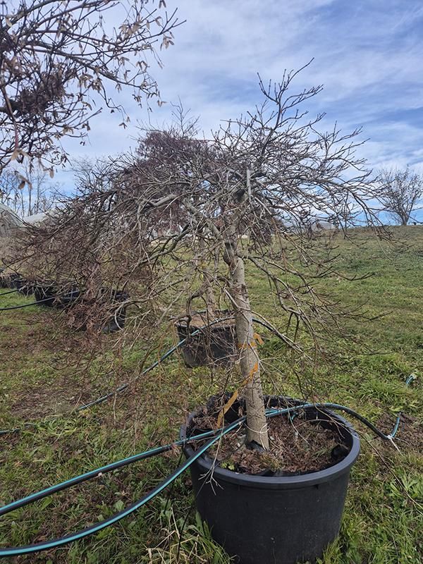 Acer pal. diss. 'Garnet', D 85