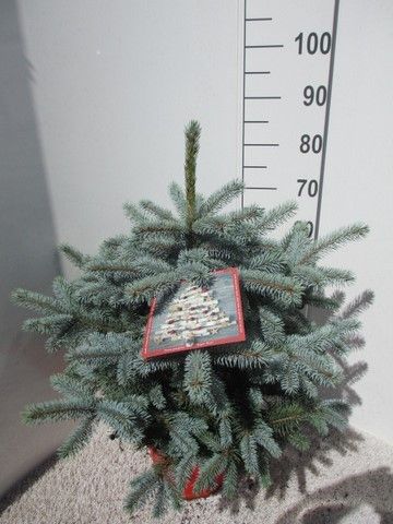 Picea pungens Super Blue 60-70 P30, D 30