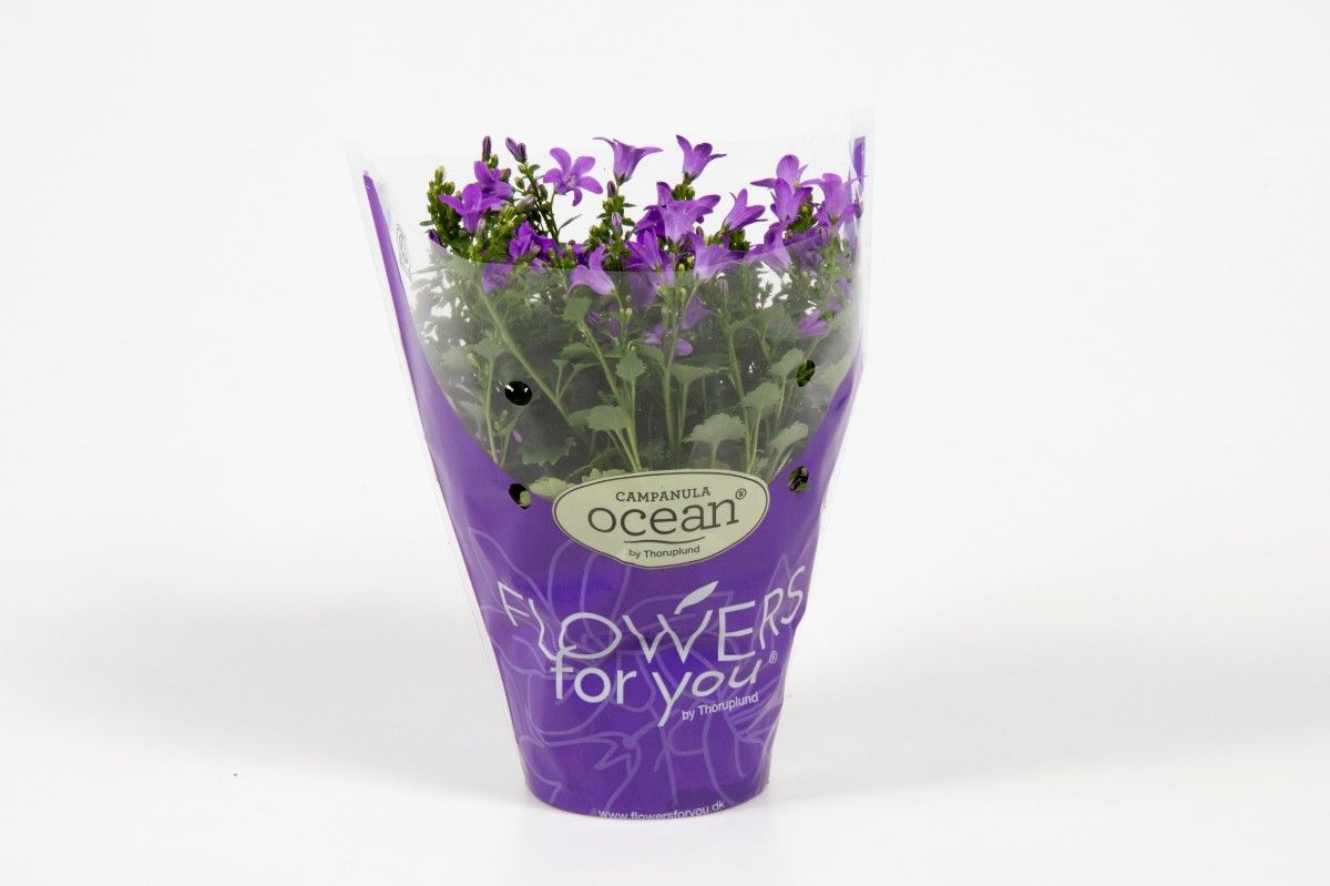 CAMP PORT OCEAN Sleeve, D 11