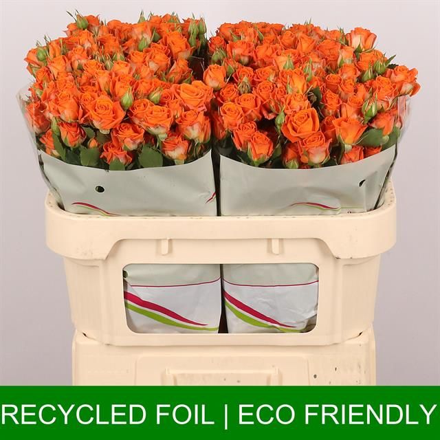 Роза куст. Пиканто 70, шт.