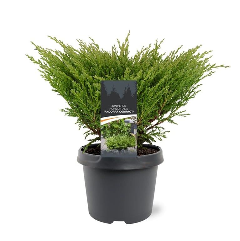 Juniperus horizontalis 'Andorra Compact', D 19