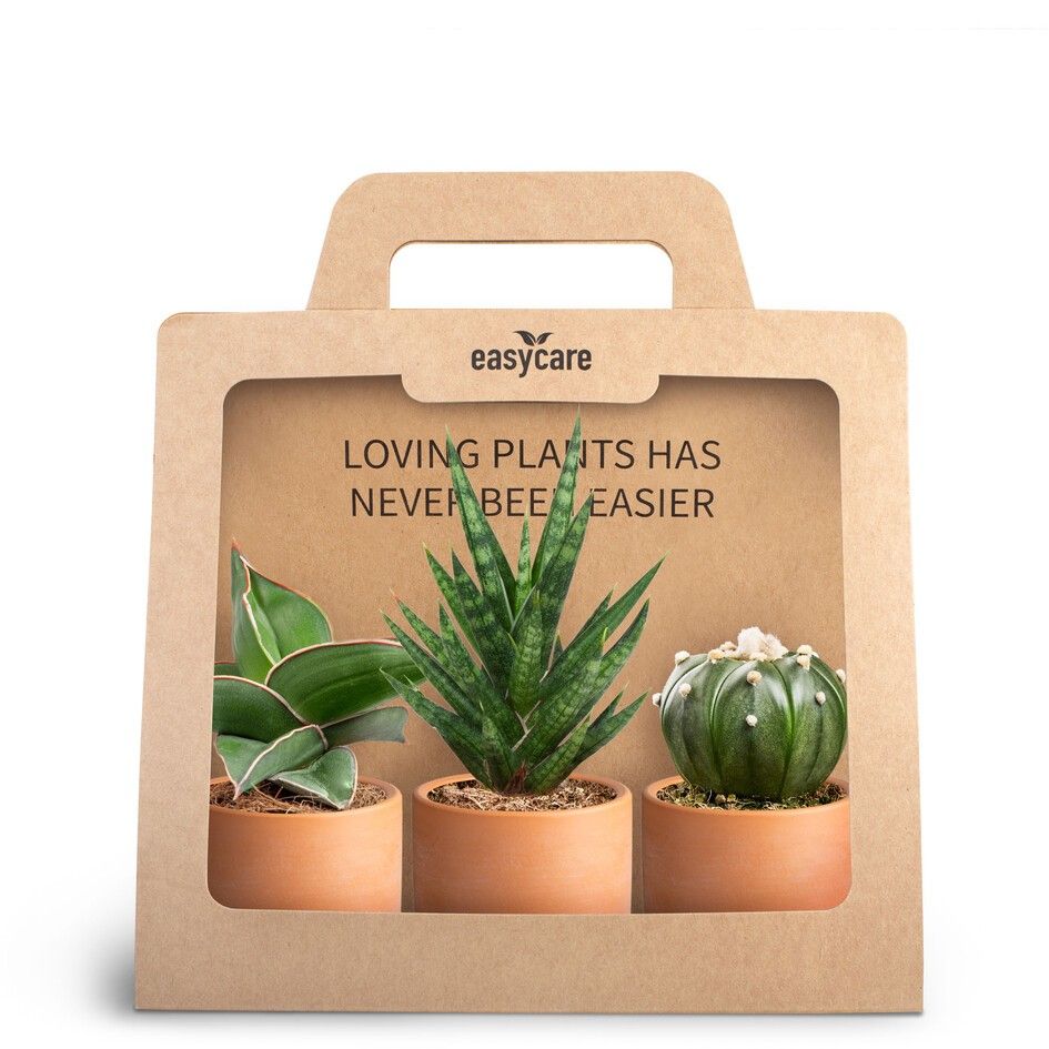 3-Pack Raw Terracotta, D 7