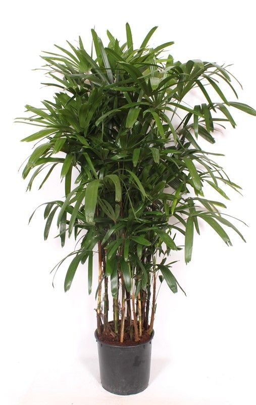 Rhapis excelsa, D 34