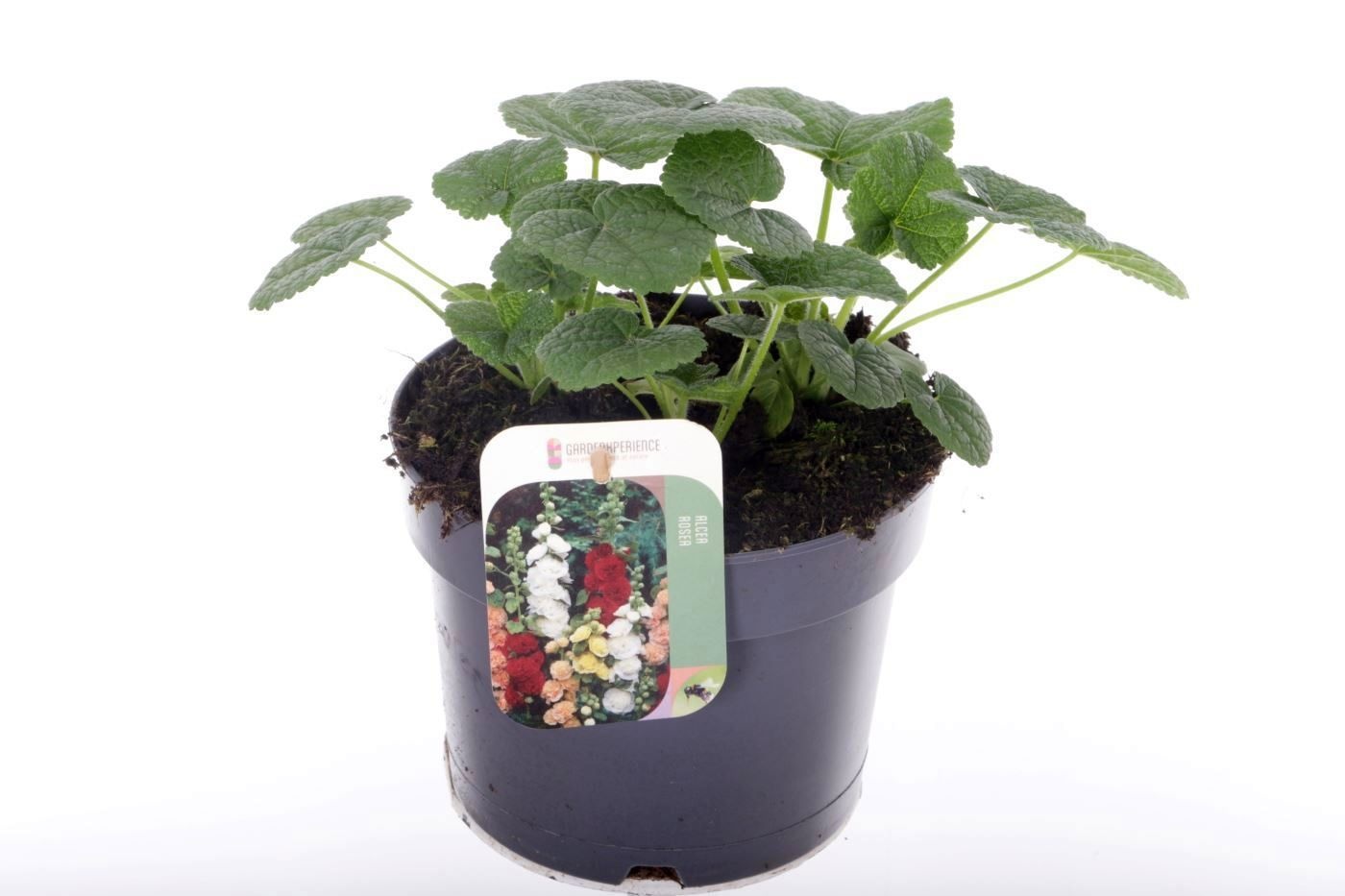 Alcea rosea Chart. Double Scarlet, D 17