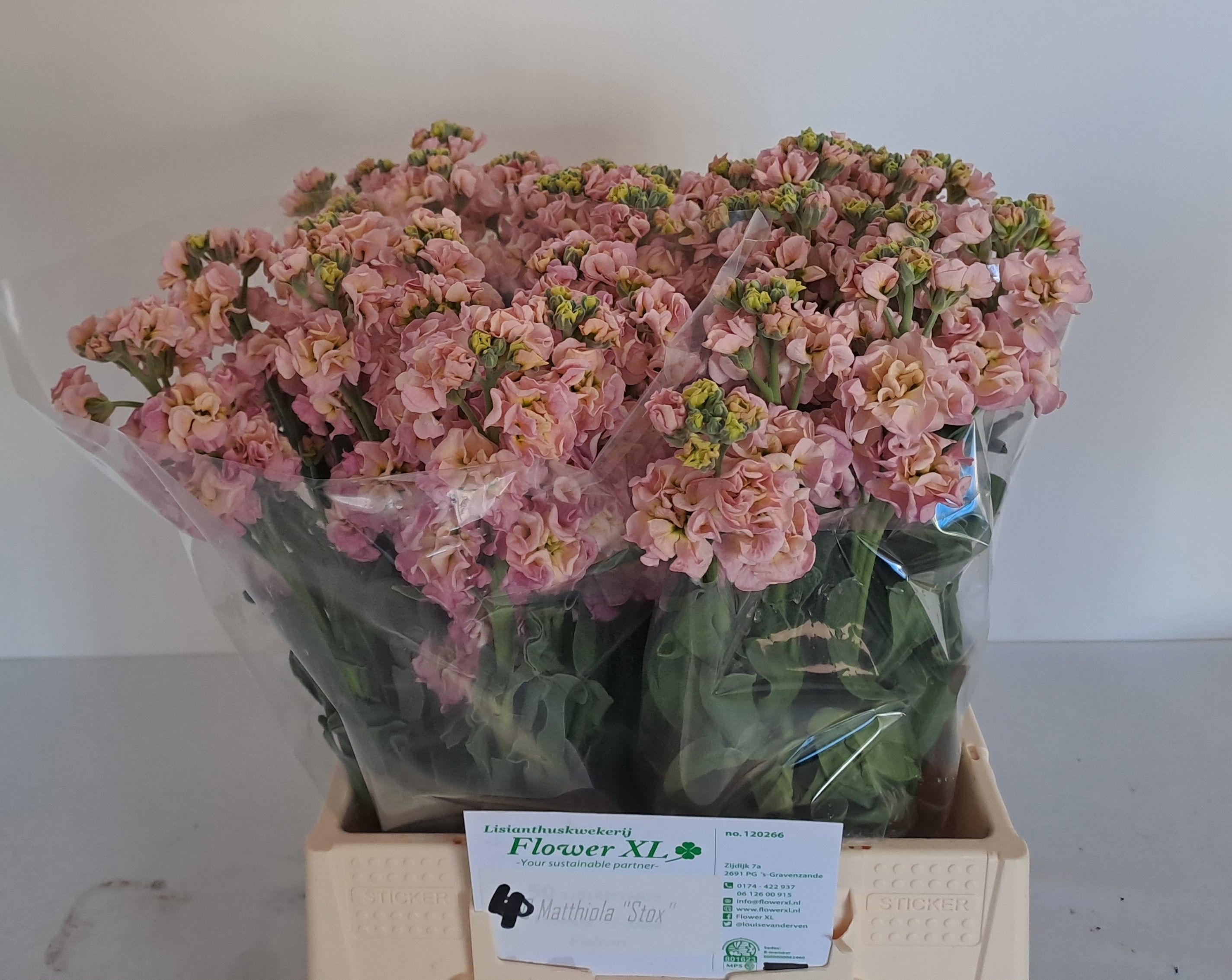 Маттиола од. Стокс Шампань 45, шт.