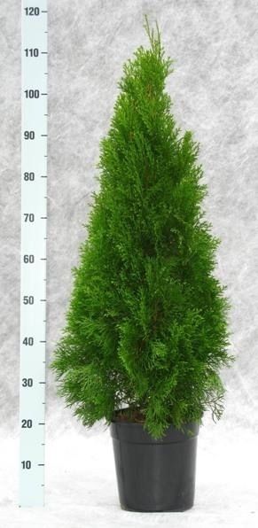 Thuja occidentalis 'Smaragd', D 24