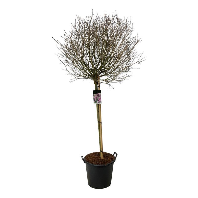 Syringa meyeri 'Palibin', D 50