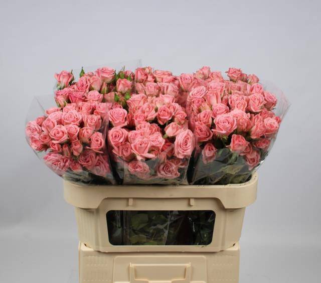 Роза куст. Одилия 70, шт.