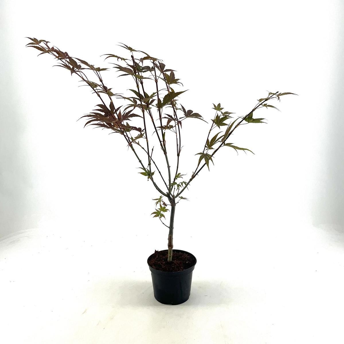 Acer pal. 'Yezo-nishiki', D 17