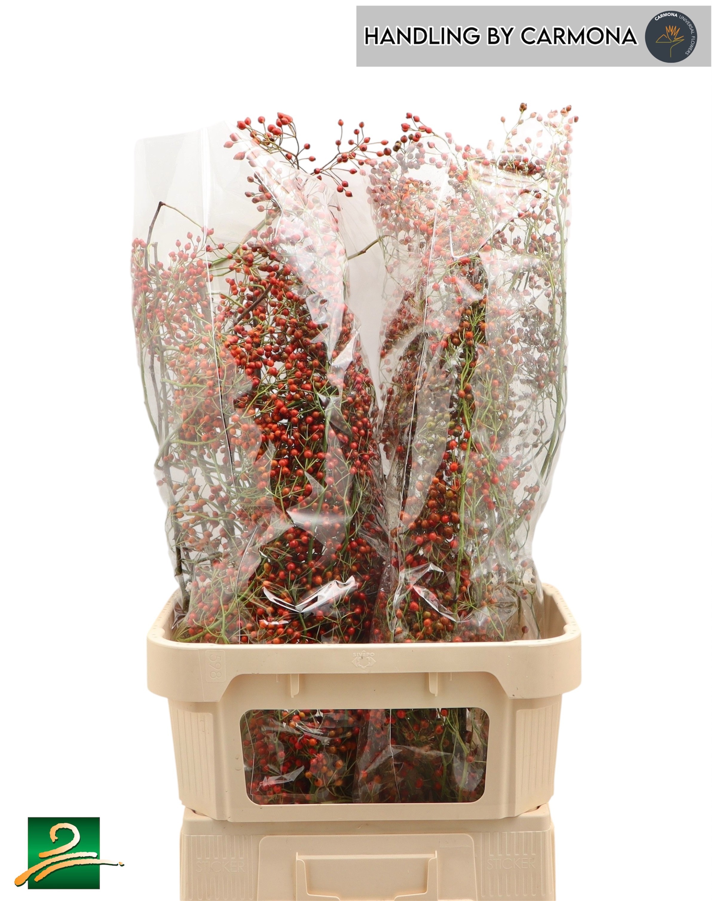 Рузботель Коралло 90, шт. Рузботель Коралло 90, шт.