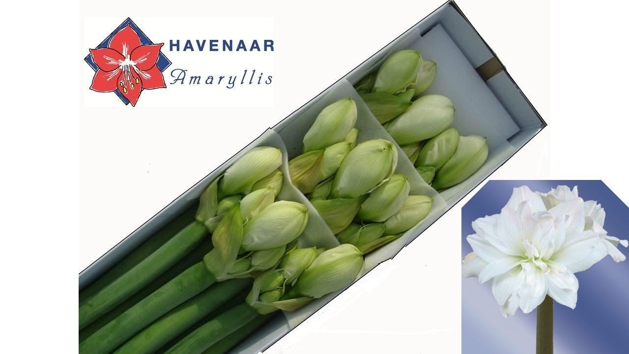 Амарилис Арктик Нимф (бел.) x10, шт. Амарилис Арктик Нимф (бел.) x10, шт.