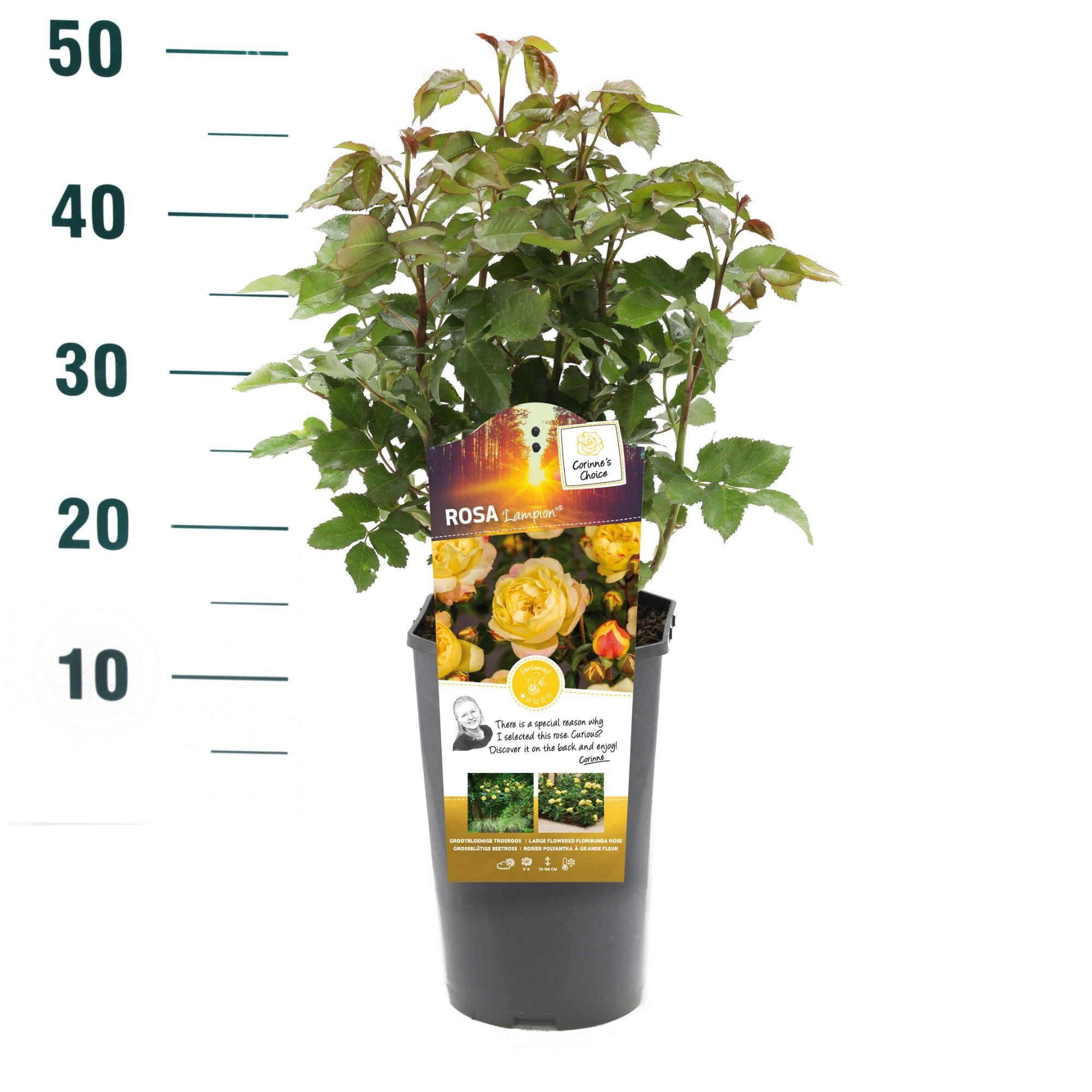 Rosa 'Lampion' - Struik - C3rp - Categorie 3, D 19 cm Rosa 'Lampion' - Struik - C3rp - Categorie 3, D 19 cm