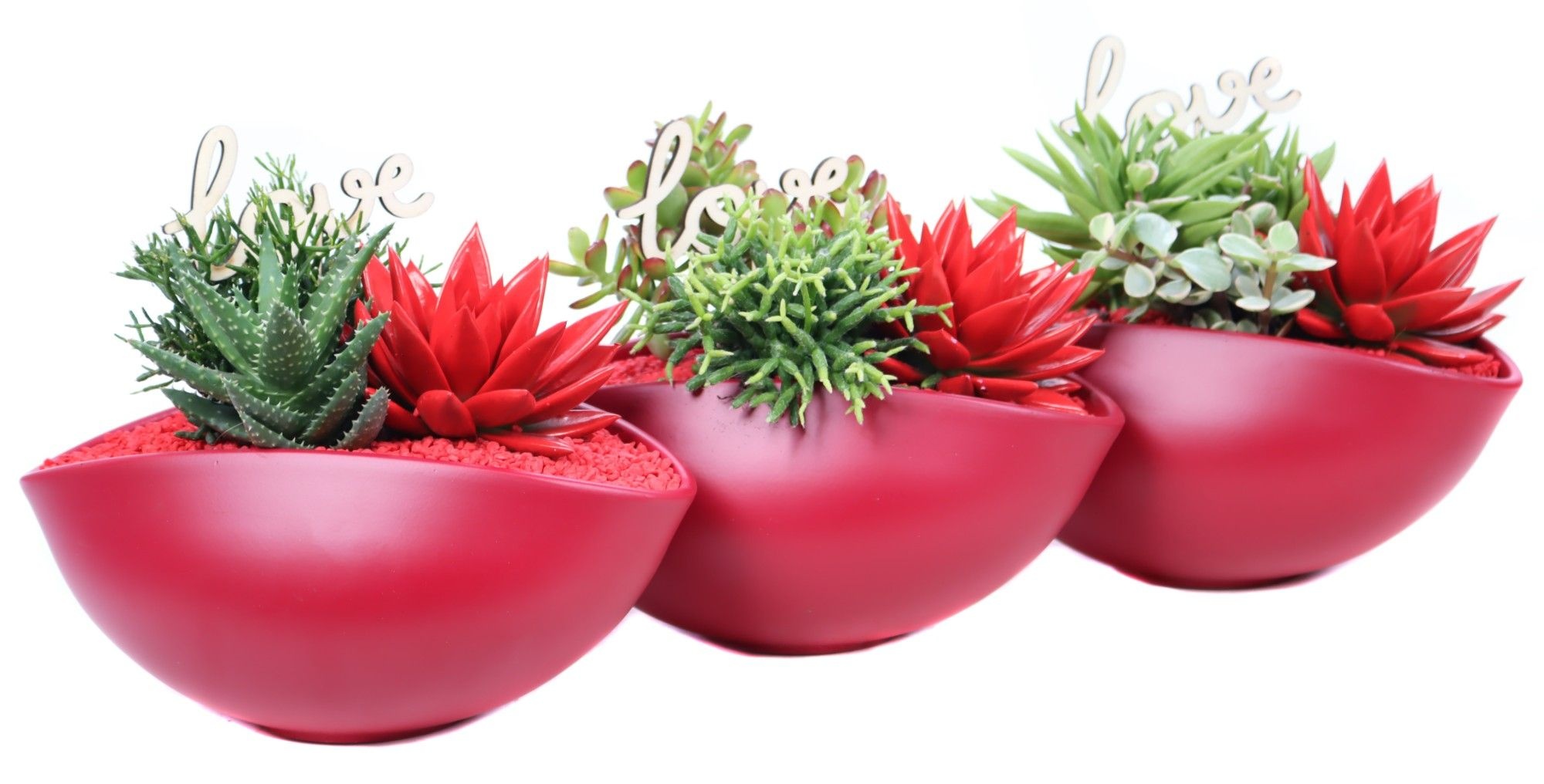 Suc 10,5 en 8,5 cm en geverfd echeveria 8,5 cm in rode ovalescha, D 26