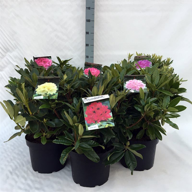 Rhodo. Hybride in mix soorten 40-50cm, D 29