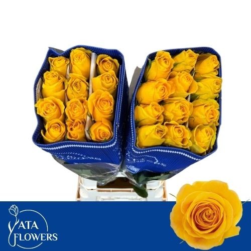 Роза од. Брайтон 70, шт.