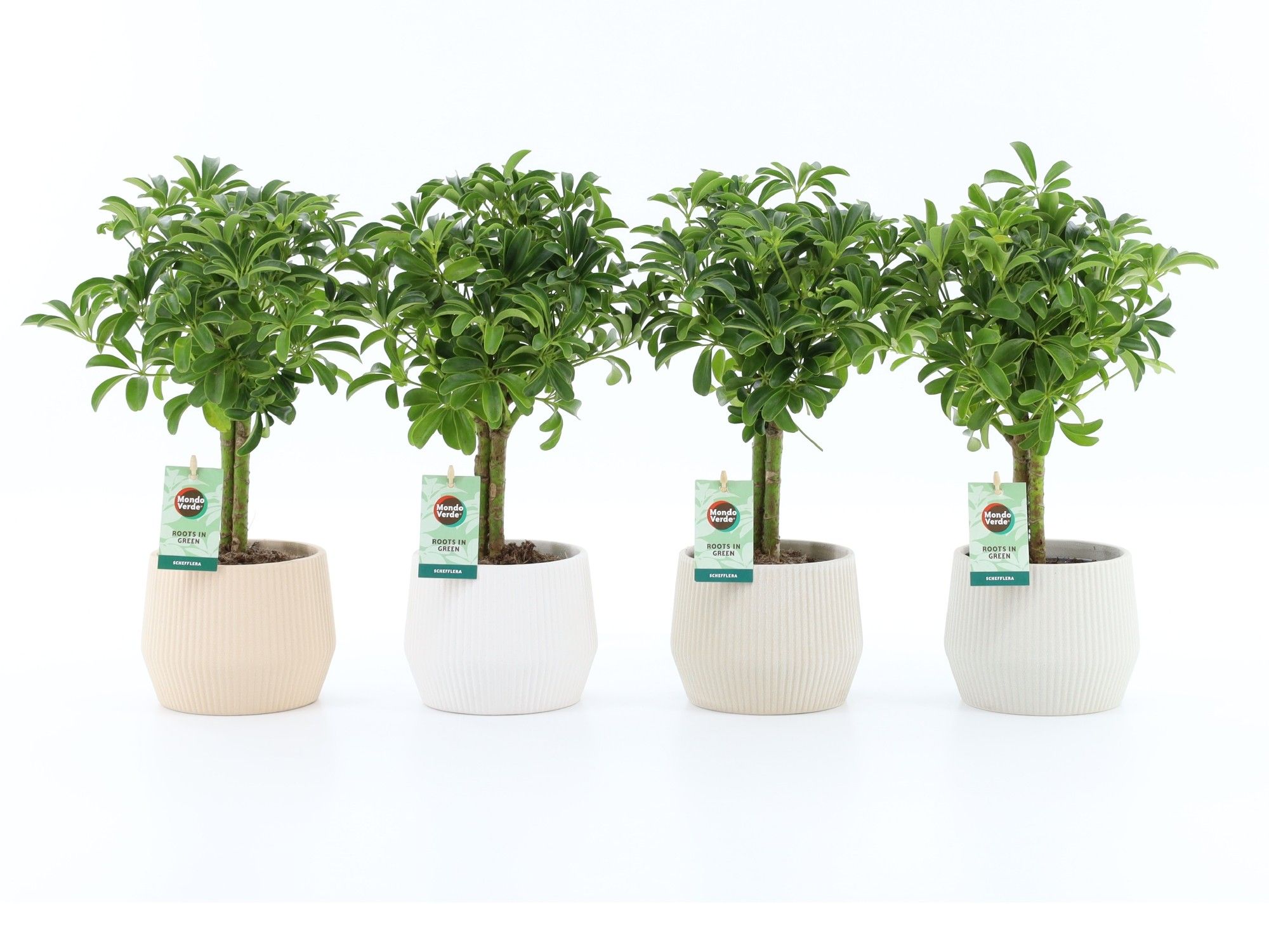 Schefflera Luseana in Sandy keramiek, D 15